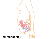 Gravid kvinna i 5e månaden