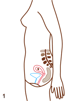 Gravid - Graviditet utveckling