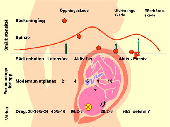 Förlossningsförloppet