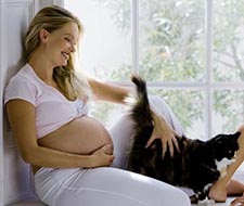 Gravid katt