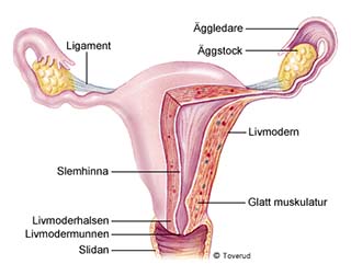 vagina gör ont gravid