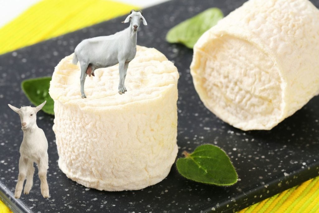 chevre gravid